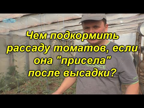 Видео: Рассада "остановилась" в росте после высадки? Срочно подкормите!