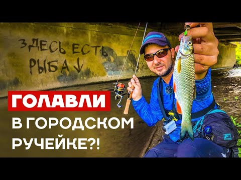 Видео: НАЛОВИЛИ ГОЛАВЛЯ на спиннинг в РУЧЕЙКЕ в центре ГОРОДА?! Где искать и как ловить голавля?! Рыбалка!