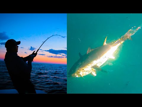 Видео: Ловля огромных косяков голубого тунца | Кейп-Код, Массачусетс | S20 E09