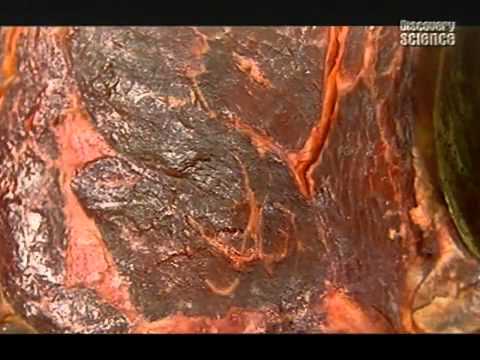Видео: кухонная химия. Мясо