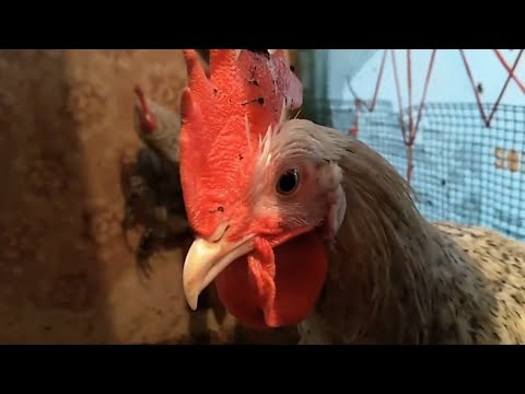 Видео: ОХ УЖ ЭТИ ПЕТУХИ мой птичий уголок ПОДРАЩИВАЮ ПОСЛЕДНИЙ РАЗ