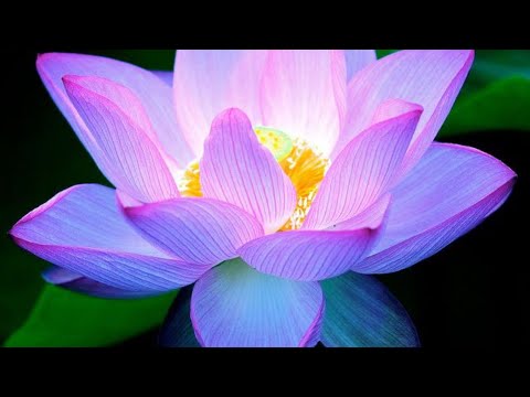 Видео: Императрица ушла, поздравляю, наконец-то ты это сделал. Они, пожалуйста, вступайте.