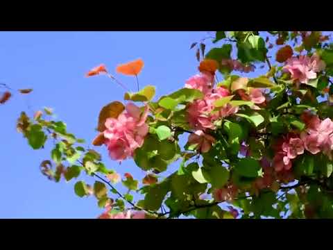 Видео: Звуки Природы  Утро   Пение Птиц