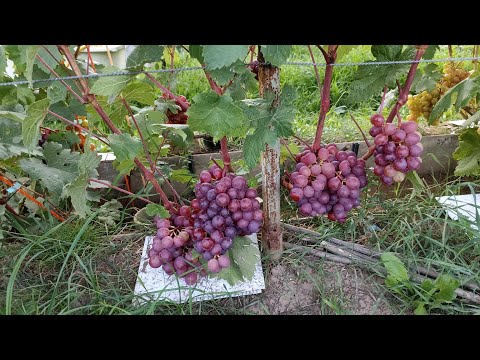 Видео: ОБЗОР 40 СОРТОВ И Г. Ф. ВИНОГРАДА на 14 августа.