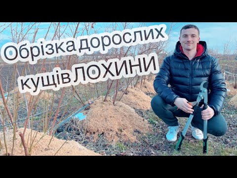 Видео: Обрізка посадки лохини 03.03.2023