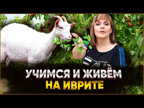 Видео: ТЕКСТ "МЫ СНОВА ЖИВЁМ!". ИВРИТ с Валерией.