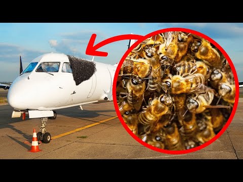 Видео: Хотите верьте, хотите нет: удивительные факты о насекомых