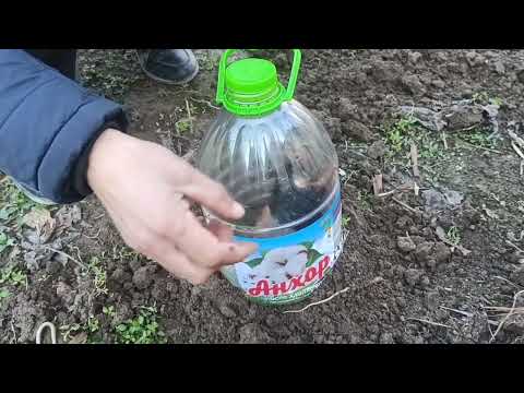 Видео: Пайванди зимистонаи ангур бо натиҷааш дар моҳи май.