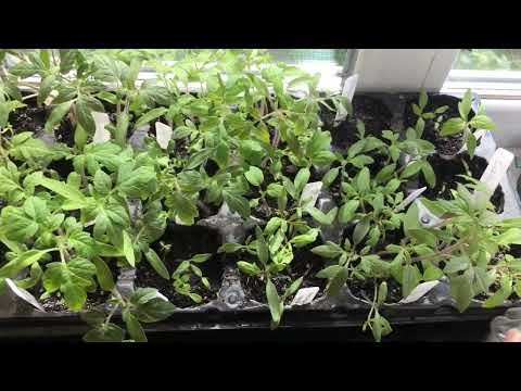 Видео: Город для душі Моя розсада помідорів і не тільки.....