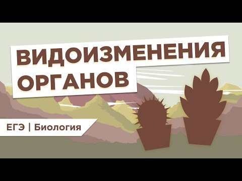 Видео: ВИДОИЗМЕНЕНИЯ ОРГАНОВ I ЕГЭ Биология | Даниил Дарвин | Вебиум