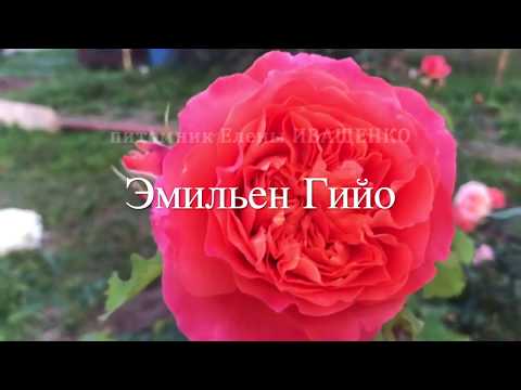 Видео: Одни из ЛУЧШИХ СОРТОВ РОЗ / питомник Елены ИВАЩЕНКО