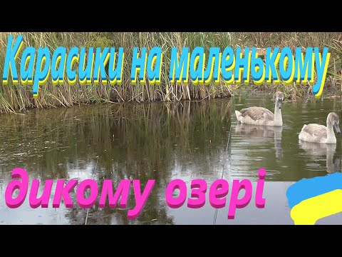 Видео: Рибалка як в дитинстві # Карасик на маленькому озерці #РибачуЯкУмію