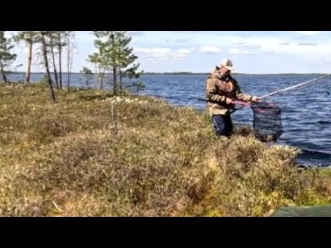Видео: Вот и рыбалка на Таёжных озерах. Жерлицы. Жареная щука.