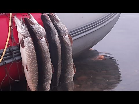 Видео: Применил  этот ЛАЙФХАК и сразу НАЛОВИЛ РЫБЫ | РЫБАЛКА с ЮРГА-FISHING