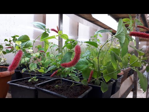 Видео: Акалифа щетинистоволосистая. или Лисий Хвост.