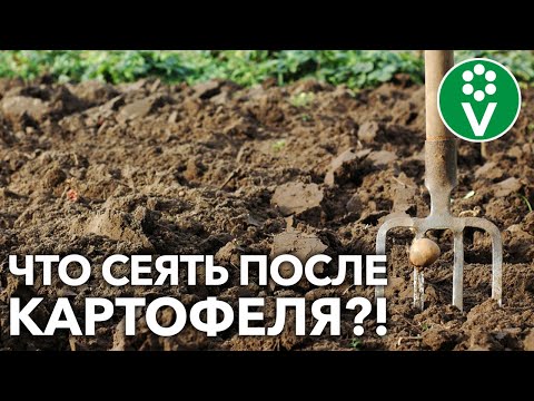 Видео: СИДЕРАТЫ ПОСЛЕ КАРТОФЕЛЯ! Вот что оздоровит и восстановит почву!