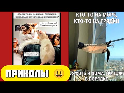 Видео: кто-то на море кто она грядке, я приколы смотрю и вроде в порядке смешные картинки 😃 и котики 