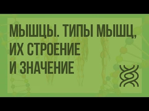 Видео: Мышцы. Типы мышц, их строение и значение. Видеоурок по биологии 8 класс