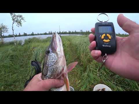 Видео: РЫБАЛКА НА ПЛАВАЮЩЕМ БОЛОТЕ!!! ЩУКА ДОЛБИТ НА КАЖДОМ ЗАБРОСЕ!!!