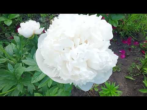 Видео: Пионы.6-день цветения.Глоуинг Распберри Роуз,Санома Йедо и др.Опоры для больших кустов.