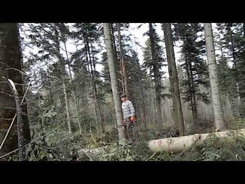 Видео: Берегомет - крадіжка лісу.