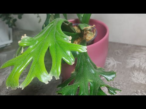 Видео: Папоротник пиррозия / Pirrosia