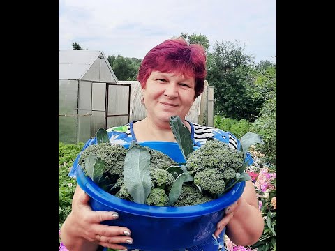 Видео: Сейте со мной и всегда будете с огромным урожаем Брокколи!!