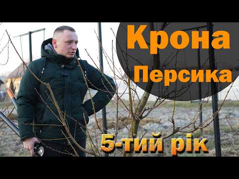 Видео: Персики на веретено 5-тий рік. Коли обрізати. Обробка міддю. Огляд крони персиків. Посадка 2020 рік.