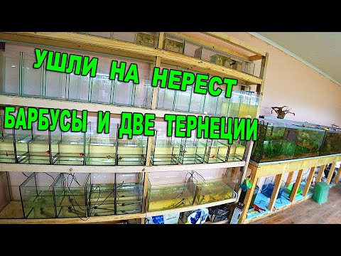 Видео: Нересты без аэрации. Забросил разных барбусов на нерест