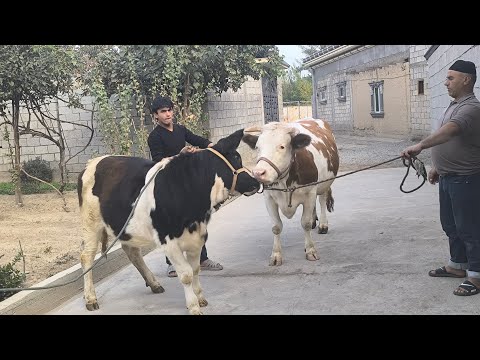 Видео: ГОВИ ФУРУШИИ СЕМЕНТАЛ ГУСАЛДОР НОМЕР 907740894 НАВОРИ ТОЗА 21 ОКТЯБРЯ 2025