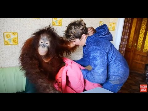 Видео: Орангутан Дана одевается и уезжает к себе в квартиру :)