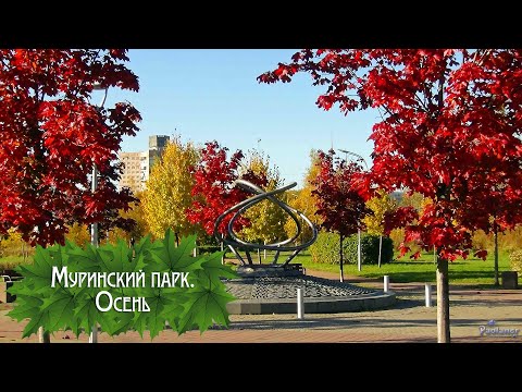 Видео: Муринский парк. Осень (2025)