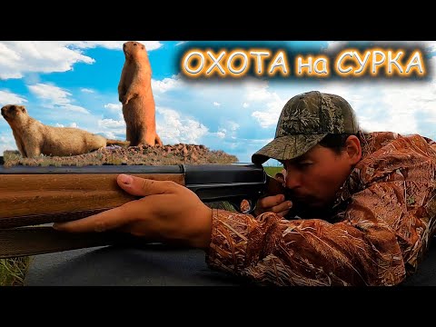 Видео: Охота на сурка: Сурок под прицелом с гладкостволом. Охота 2024. День 3- ий.