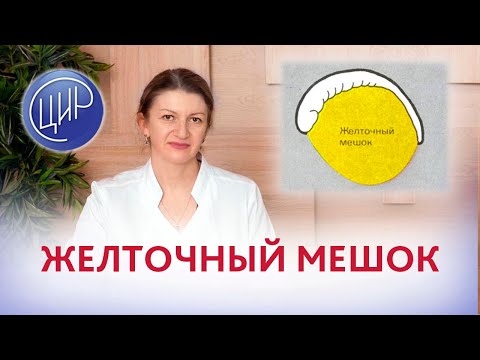 Видео: Желточный мешок: что такое желточный мешок. Дементьева С.Н.
