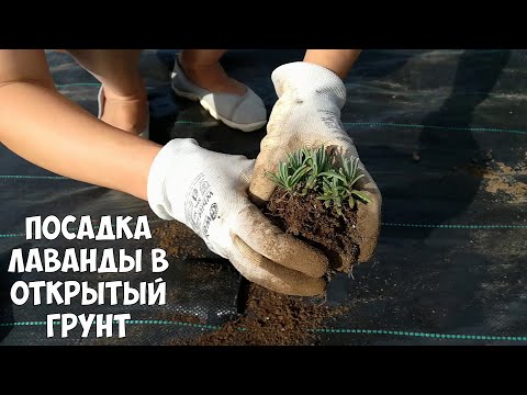 Видео: Посадка лаванды в открытый грунт. Размножение лаванды. Жизнь в деревне.