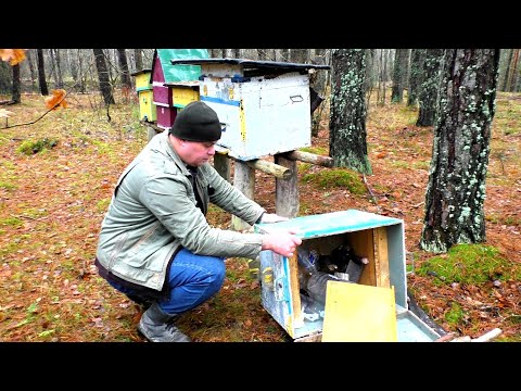 Видео: Подумал медведь зашёл на пасеку!