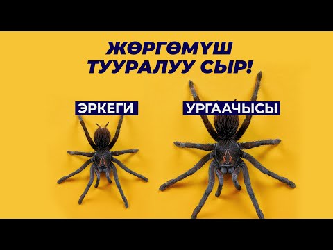 Видео: Жөргөмүштүн үйү