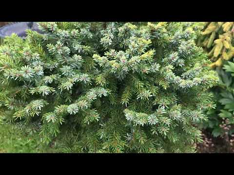 Видео: Сербские ели в моём саду Надежды