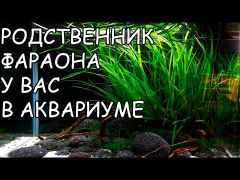 Видео: ЦИПЕРУС ХЕЛФЕРА. Cyperus helferi. СЕКРЕТЫ ВЫРАЩИВАНИЯ