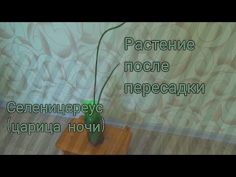 Видео: Пересадили цветок Селеницереус(царица ночи)комнатный цветок после пересадки