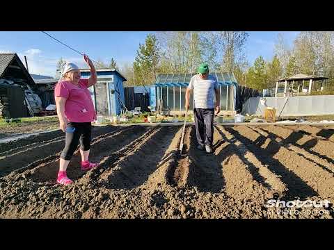 Видео: Посадка овощей на даче