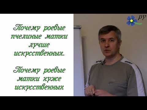 Видео: Какие пчелиные матки лучше: роевые или искусственные?