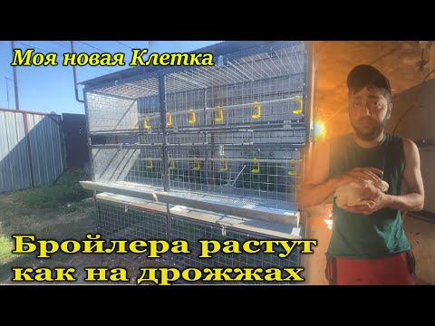 Видео: Мои Бройлера растут как на дрожжах /// Доставили мою новую клетку