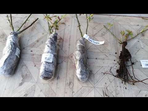 Видео: Посадка розы весной! Самый обычный способ!