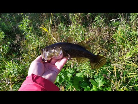 Видео: #381 #микроджиг | За толстым Ротаном |