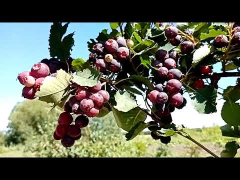 Видео: Ирга в моём саду