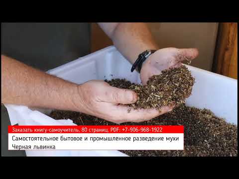 Видео: Черная львинка (муха Черный солдат) помогает американцам. Ферма с интересной теплицей