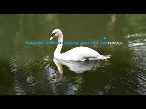 Видео: Аққуым менің қайдасың (караоке) - Әнуар Бекжанов. (Akkuym menin kaidasyn, Аккуым менин кайдасын).