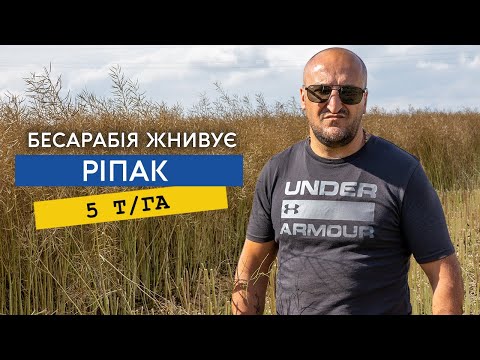 Видео: Озимий ріпак 5 тонн, ячмені 5,5 тонн на гектар. Переваги міжряддя 20 см,  та мінімального обробітку