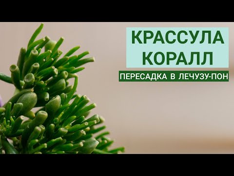 Видео: КРАССУЛА КОРАЛЛ. Пересадка в Лечузу-Пон.